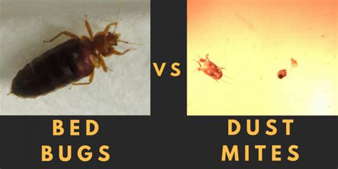 Dust Mite Vs Bed Bugs: What is Different? - All About Dust Mites