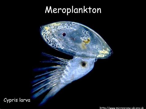 PPT - Zooplankton PowerPoint Presentation - ID:206041