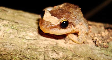 Nonprofit Works to Silence Coqui Frogs - Focus Maui Nui