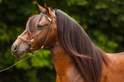 Brown Horse Breeds: 10 Horse Breeds With Brown Coats