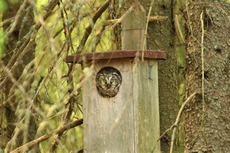 For the Love of Owls - Liberta Books