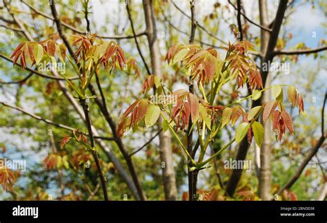 Walnut tree leaves hi-res stock photography and images - Alamy