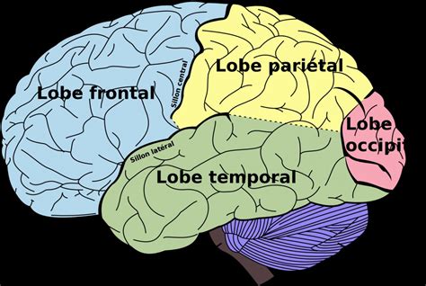 Homme Vs chimpanzé : quelles différences dans le cerveau ...