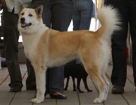 East Siberian Laika Dog Info, History, Temperament, Training, Puppy, Pictures