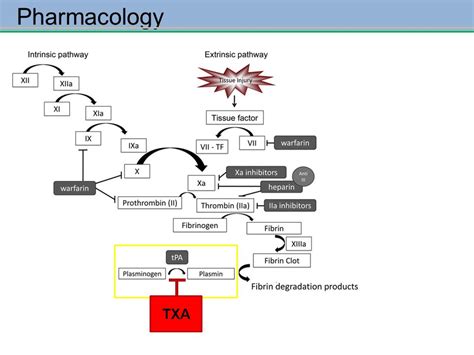 Gastrointestinal Bleeding: The Next Frontier (for TXA) — Maimonides ...