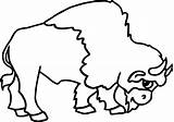 Native American Bison Coloring Page  Wecoloringpagecom sketch template