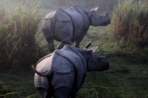 Assam wallpapers | Kaziranga National Park