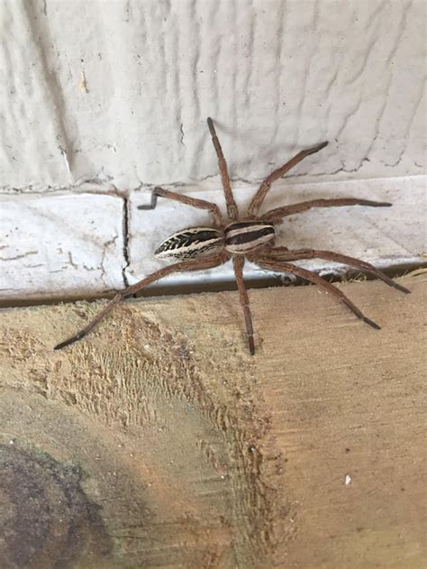 Huge wolf spider. (Central Texas hill country) : r/spiders