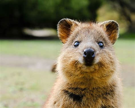 Australia animal cute Discover the cutest animals in Australia