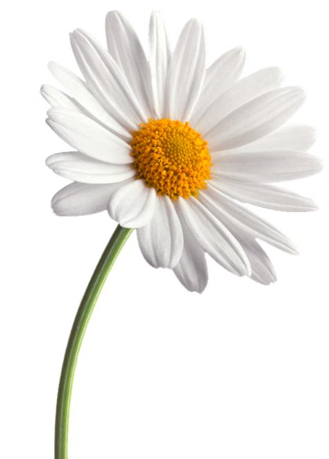 Daisy Images | Free download on ClipArtMag