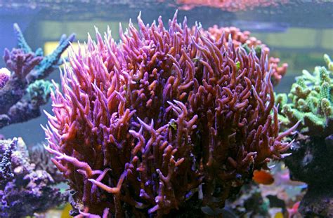 Keeping the Birdsnest Coral | Corals | AlgaeBarn