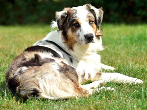 Australian Shepherd Dog Puppies and Dogs for Sale in Pennsylvania