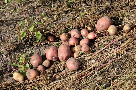 Premium Photo | Potato field harvesting in autumn, vegetable garden