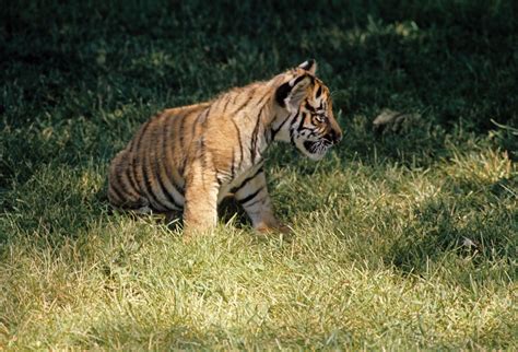 Bengal tiger | Diet, Habitat, & Facts | Britannica