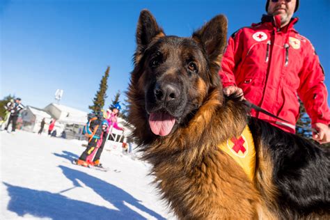 Rescue dog at Mountain Rescue Service at Bulgarian Red Cross is ...