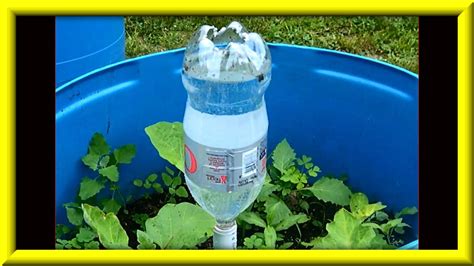 Growing Plants In Water Bottles