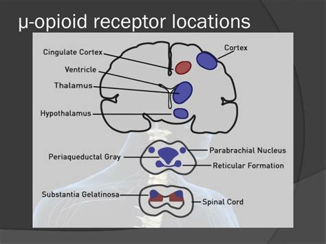 PPT - Intrathecal Delivery of Morphine PowerPoint Presentation - ID:3739189