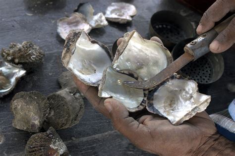 Dubai's history of pearl diving is seeing a revival