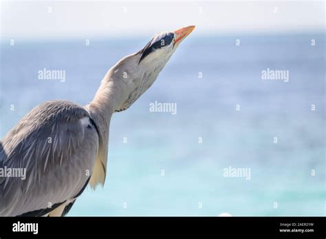 Grey Heron fishing, Maldives Stock Photo - Alamy