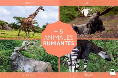 Animales Rumiantes Ejemplos