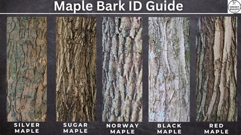 Types of maple tree bark - skinnygolf