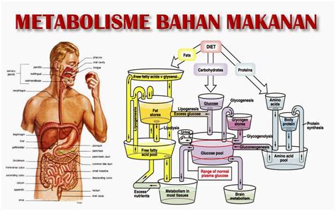 Biologi: metabolisme