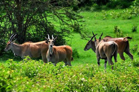 Crater Lake wildlife walk: eland | Flickr - Photo Sharing!