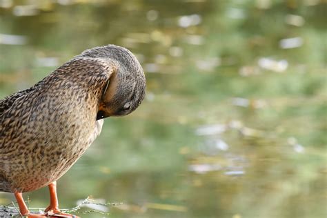 Free picture: autumn season, duck, mallard, national park, natural habitat, wild, bird, wildlife ...