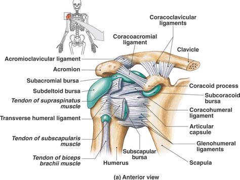 Shoulder Tendon Anatomy : Repetitive H-Wave® device stimulation and program induces ... - The ...