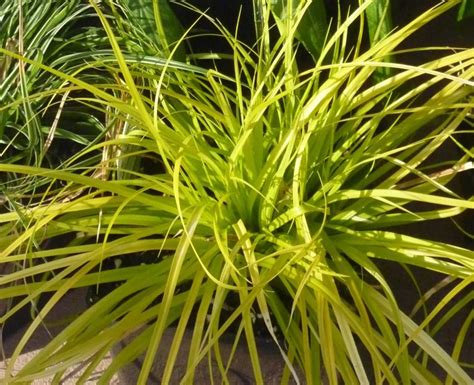 Sedge: A Growing Guide for Carex | Garden Design