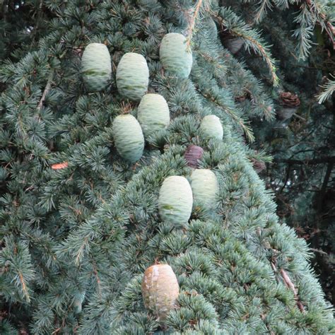 Cedrus libani in Victoria Park