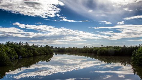 Travel Tips for the Ding Darling Wildlife Refuge on Sanibel Island