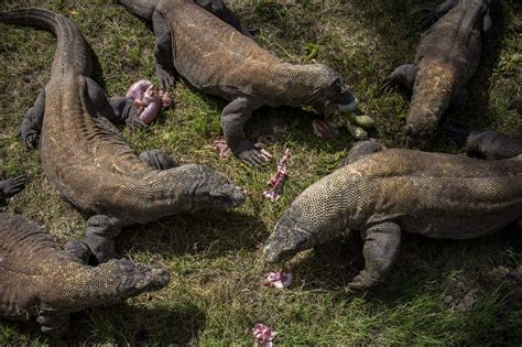 Will Komodo dragon blood be the source of the next miracle drug? - Chicago Tribune