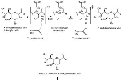 Possible enzymatic reaction mechanism for influenza virus... | Download Scientific Diagram