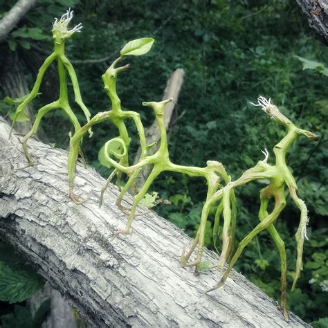 Bowtruckles figurines (SET OF 4) is the best gift for everyone who loves "Fantastic Beasts" and ...