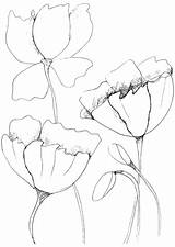 Poppies coloring Page  Free Printable Coloring Pages sketch template