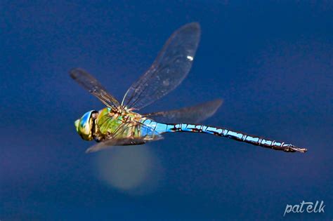 Wildlife Den – South African Wildlife Photography » Blue Emperor Dragonfly