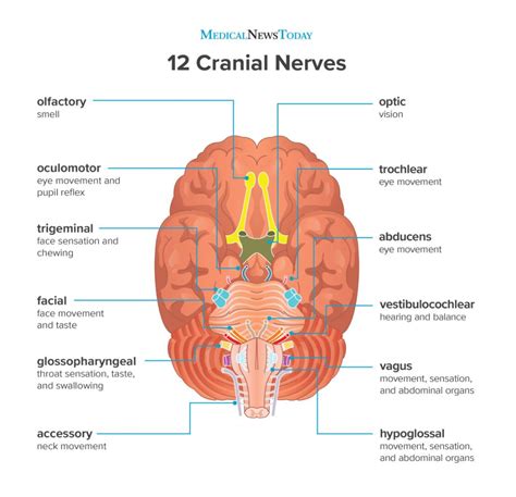 What are the 12 cranial nerves? | Cranial nerves, Brain anatomy and function, Cranial nerves ...