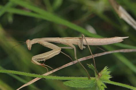 25 Types of Praying Mantis Species (Pictures and Identification)