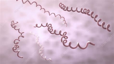 Lyme disease bacteria, illustration - Stock Image - F025/0446 - Science ...