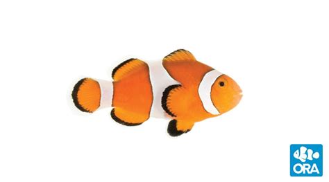 Ocellaris Clownfish | Amphiprion ocellaris | ORA | Oceans, Reefs ...