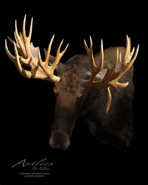 World Record Hook Bull Moose - Antlers by Klaus