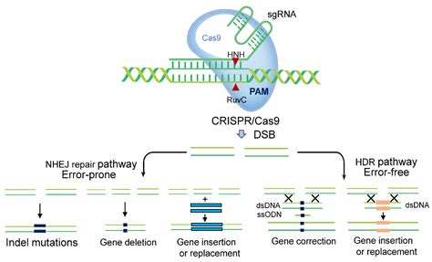 Crispr Cas9 | Bruin Blog