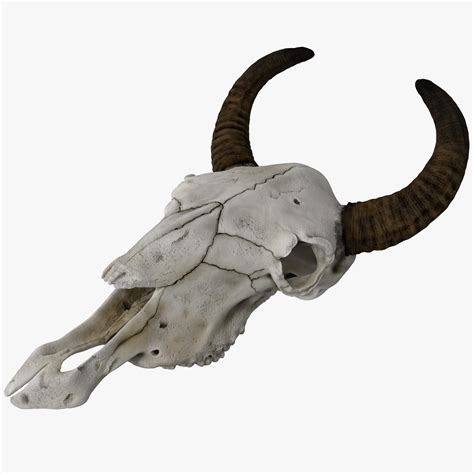 cow skull max