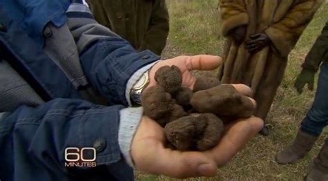 Truffles: '60 Minutes' Looks At The Most Expensive Food In The World ...