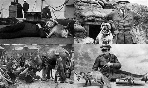 What Were Dogs Used For In Ww1