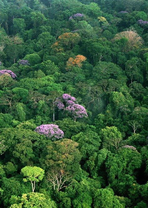 Tropical Rainforest Canopy | Newsdesk | Woodlands | Pinterest | Botany ...