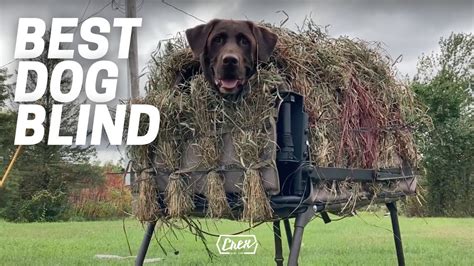 Best Duck Hunting Dog Blind | Dakota X-Series Dog Blind & MoMarsh ...