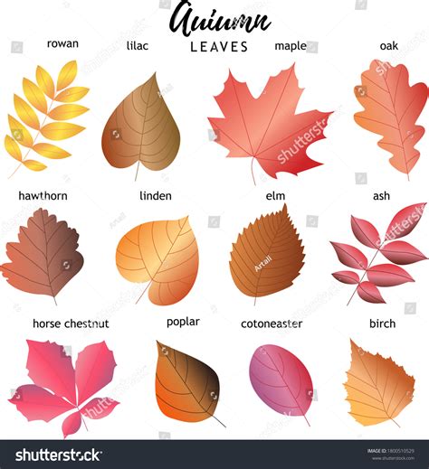 Different Types Of Leaves And Their Names