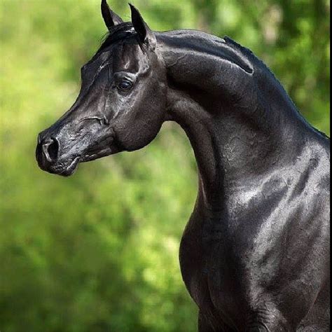 Pin by Pinner on Arabian Horses | Black arabian horse, Beautiful arabian horses, Horses